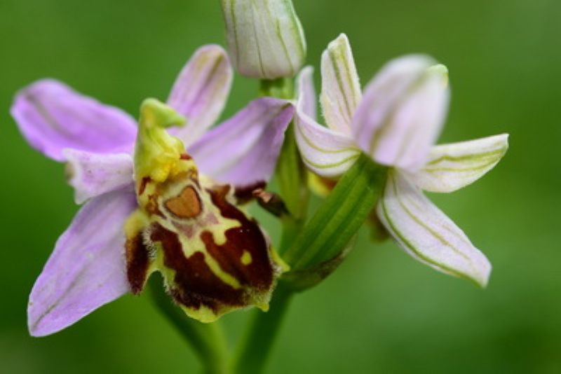 il ritorno: Ophrys apifera var. botteronii